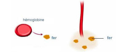 Les hématies libèrent de l'hémoglobine dont le fer colore les tissus en rouille (ou ocre)